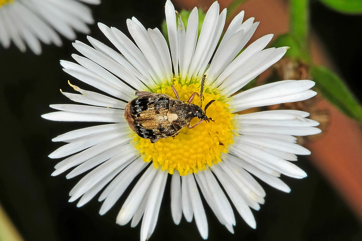 Megabruchidius dorsalis, Chrysomelidae Bruchinae